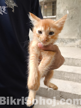 Persian mix breed